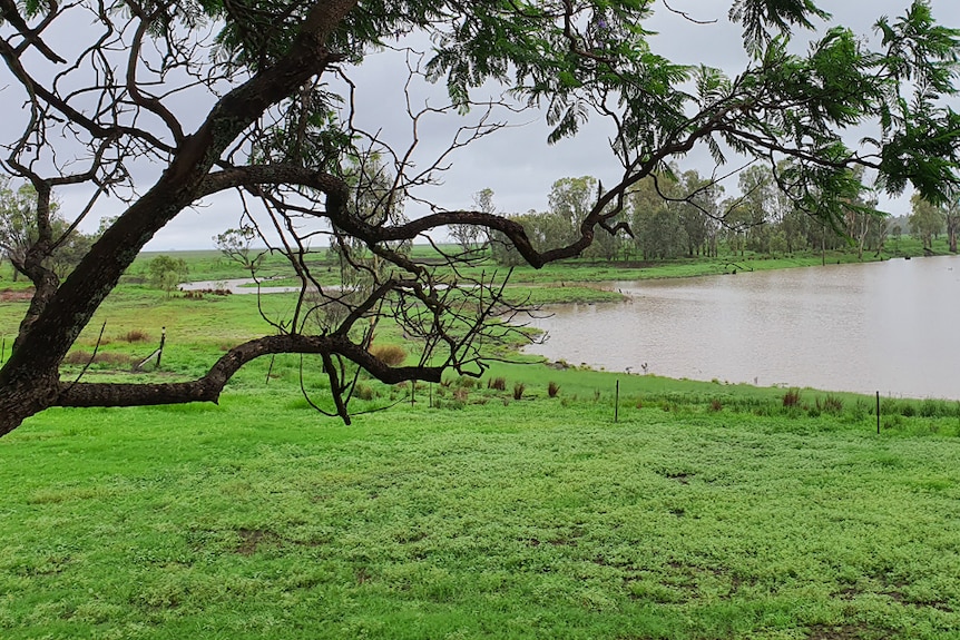 Green grass and a full billabong