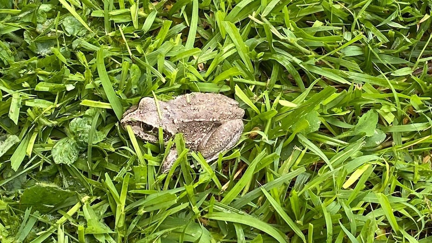 A knobbly brown frog in a bright green lawn