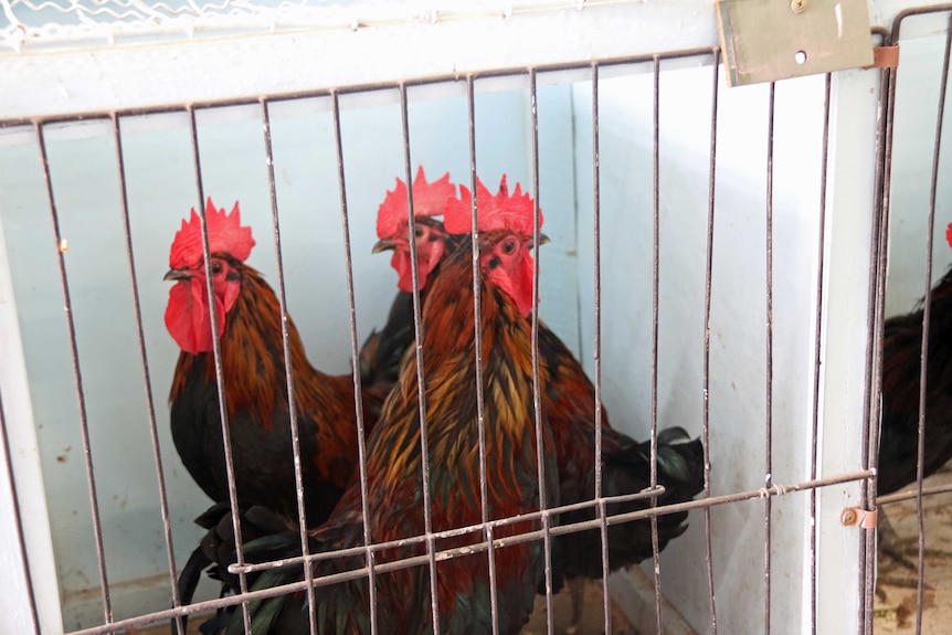 Roosters in a cage at the Hobart amnesty.