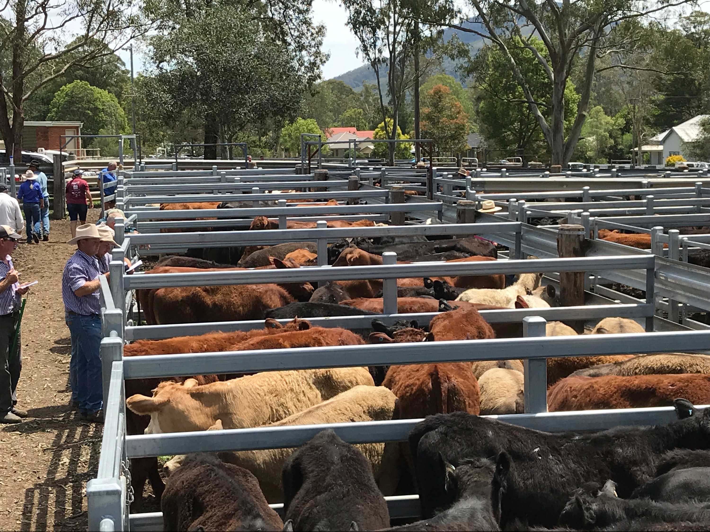 Nabiac 2312 Location ABC News