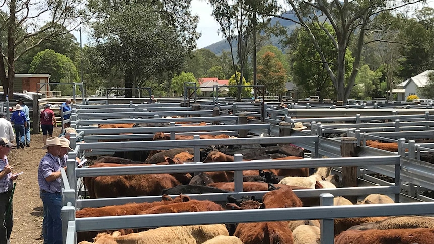 Resurrected saleyards attract good numbers