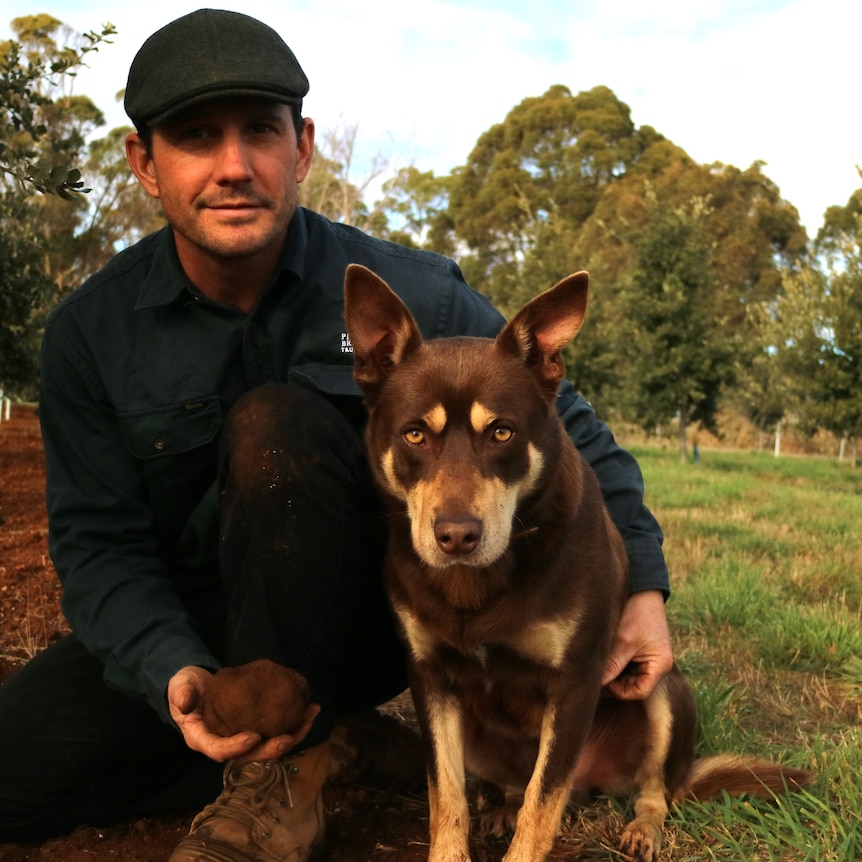 A man kneels next to his kelpie holding a large truffle