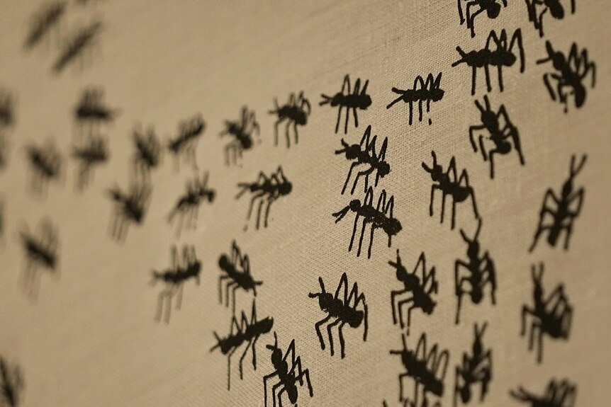 Some black ants on a tea towel.