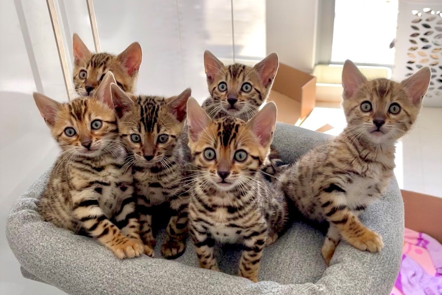 A litter of 6 Bengal cats stare straight at the camera in a sunlit lounge room.
