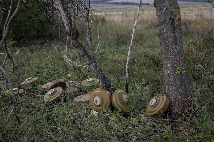 Anti-tank mines lie on the ground near a tree. 