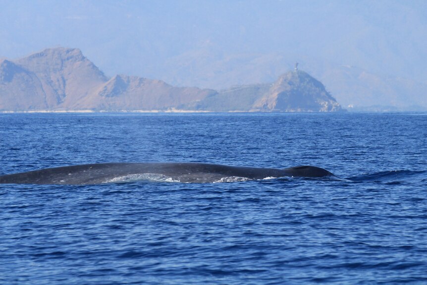 A blue pygmy whale surfacing above the ocean with an island in the background.
