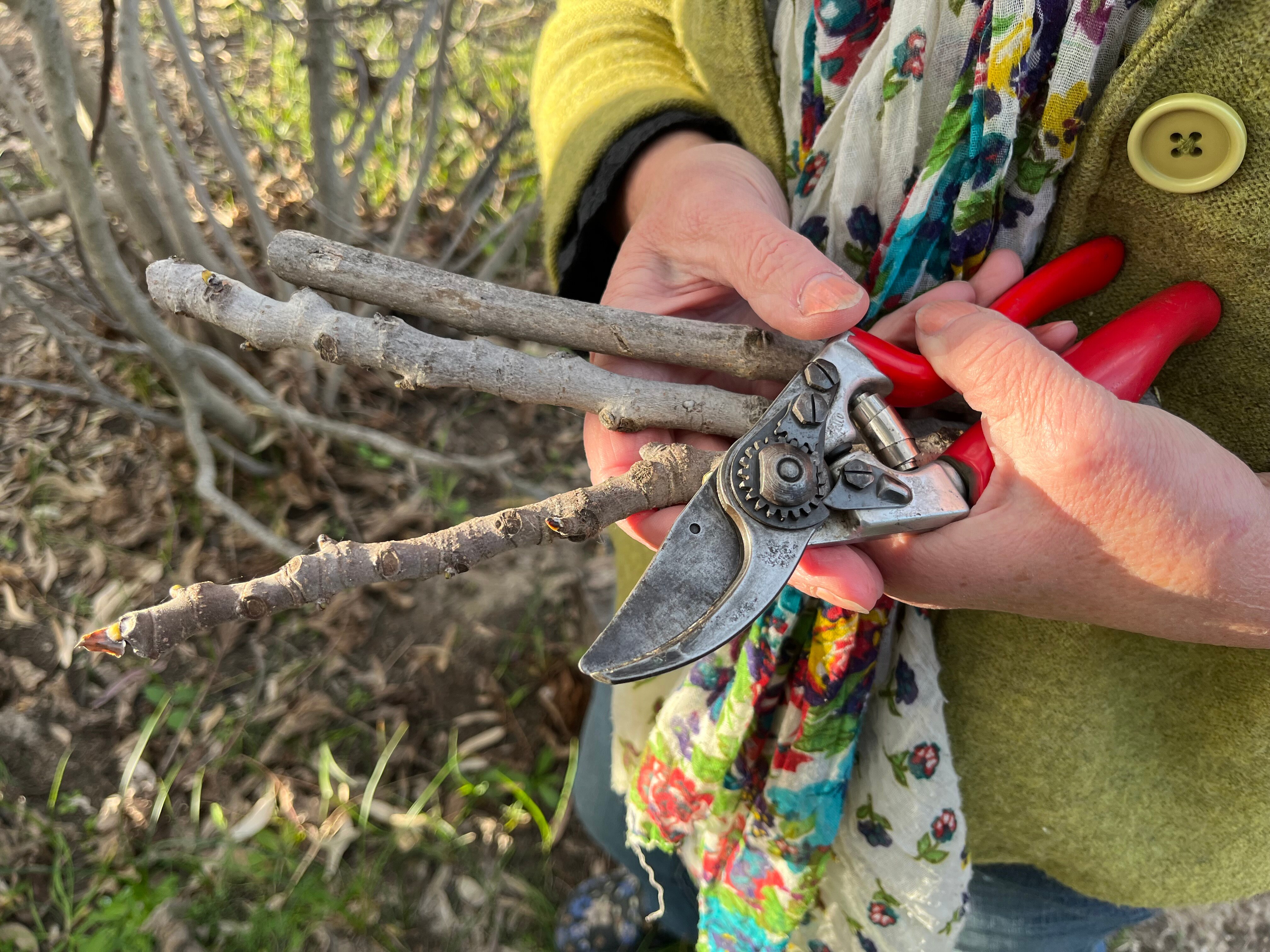 Hands holding secateurs and three cuttings from a fig tree