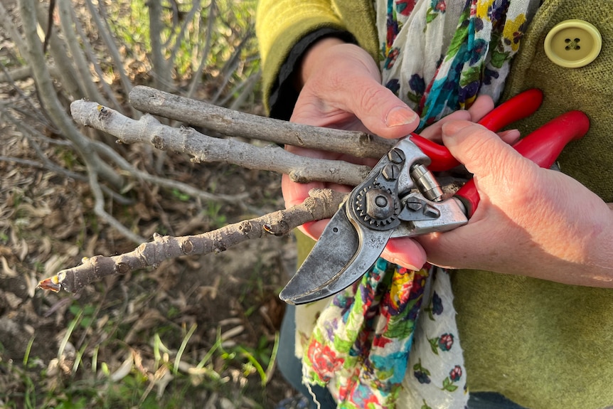 Hands holding secateurs and three cuttings from a fig tree