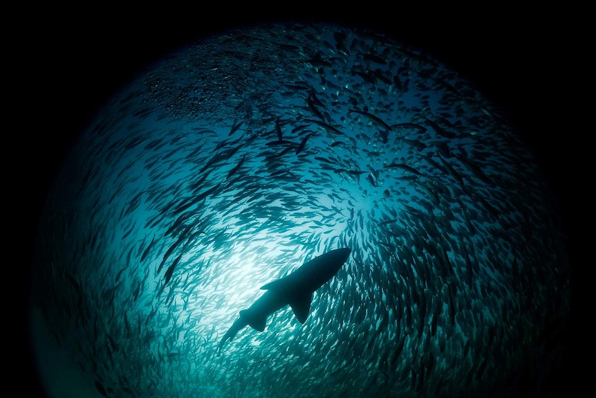 The view looking up at a school of fish surrounding a silhouetted shark.