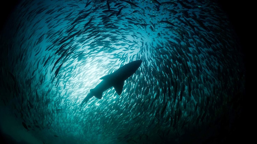 The view looking up at a school of fish surrounding a silhouetted shark.