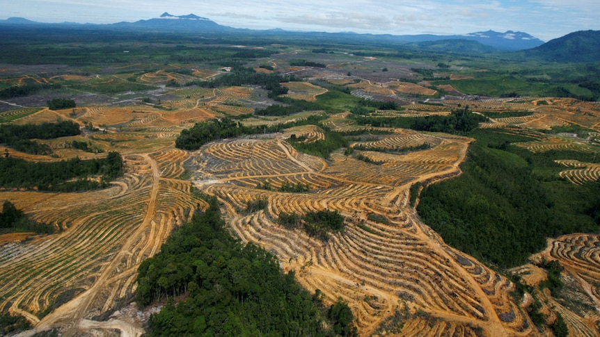 An aerial view of cleared forest area