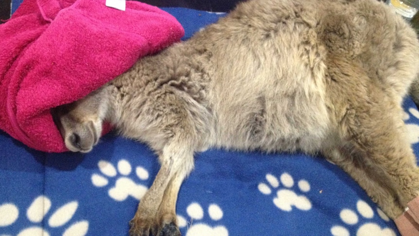 Kangaroo lying down with pink towel over its head