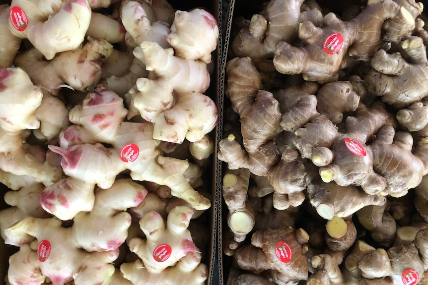 White and pink ginger in a box next to darker ginger in a box.