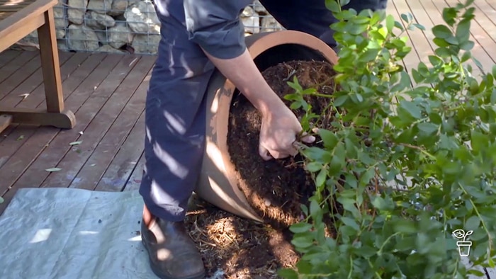Pot being tipped over and small blackberry tree being pulled out