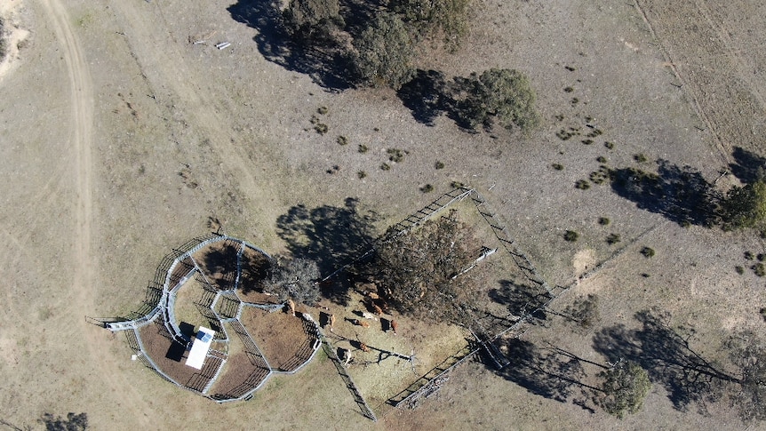A drone photo of a dry paddock, and cattle yards with stock in them.