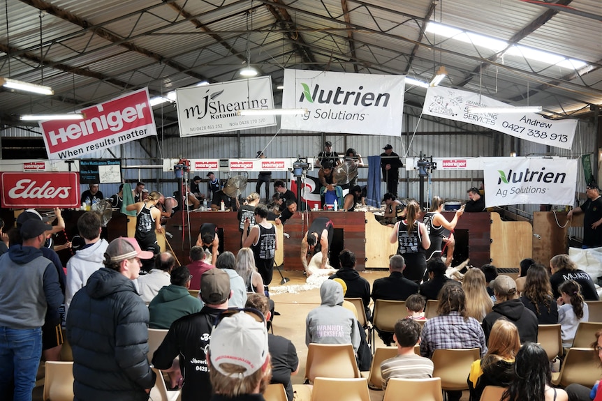 Spectators watching shearing world record attempt