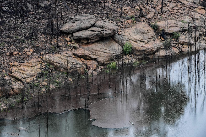 Debris sits on the surface of water next to a river bank.