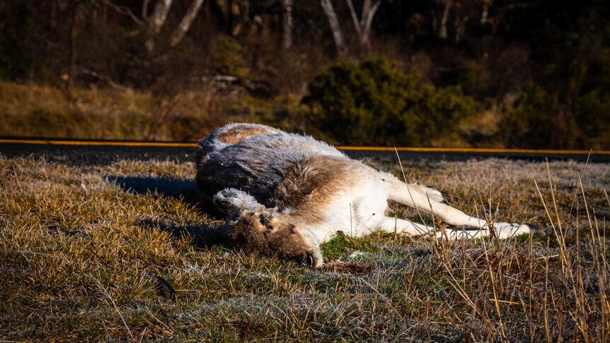 A dead deer sits by the side of the road in Kosciusko National Park.