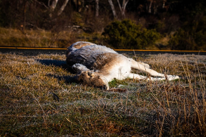 A dead deer sits by the side of the road in Kosciusko National Park.