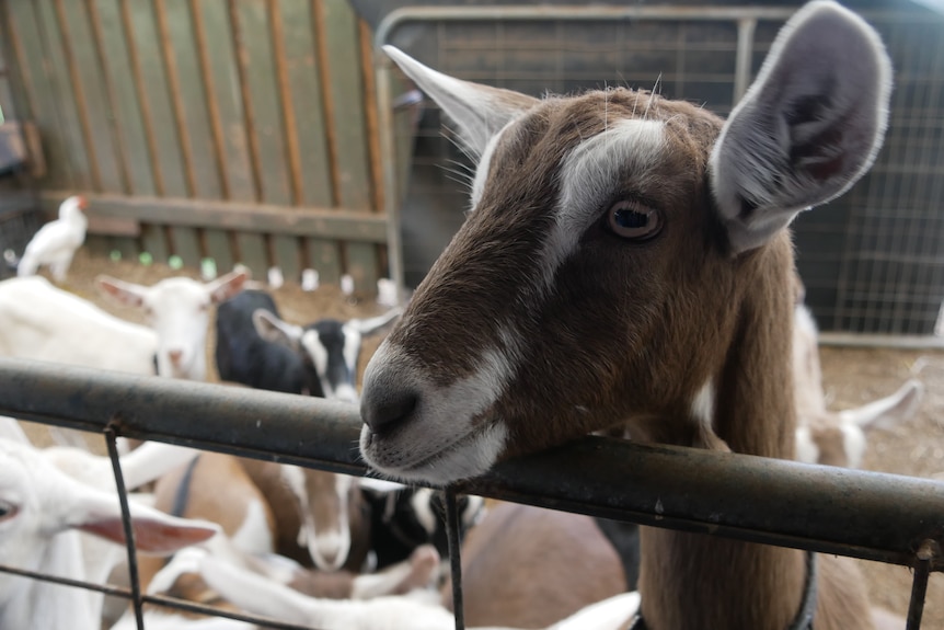 A goat with light markings on its face peers over a metal gate with several smaller goats behind it