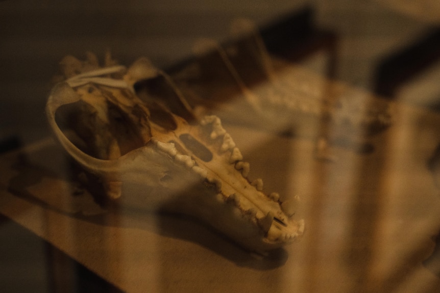A thylacine skull on display behind a glass cabinet.