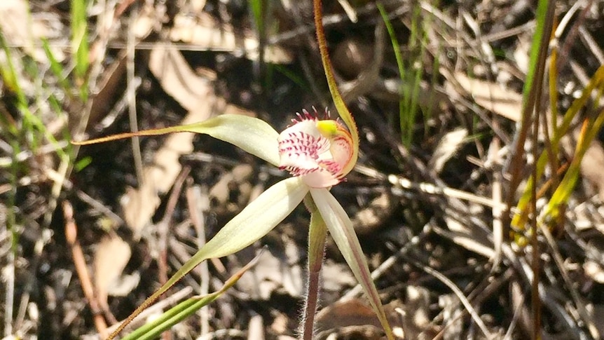 Picture of a white and pink spider-shaped flower.