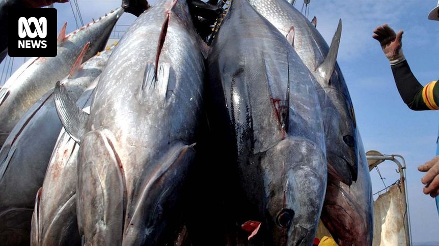 Pacific Island states frustrated at lack of progress in tuna