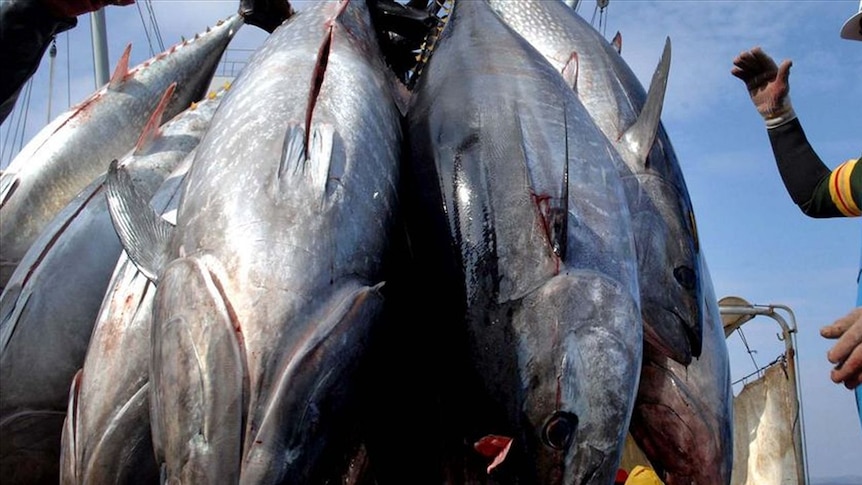 A fisherman loads tuna fish