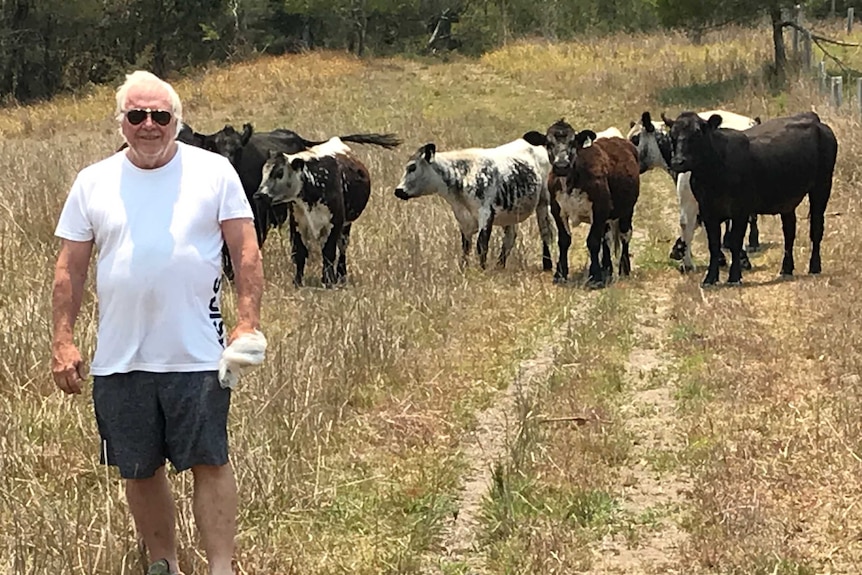 A man stands in front of a herd of cattle in a field.