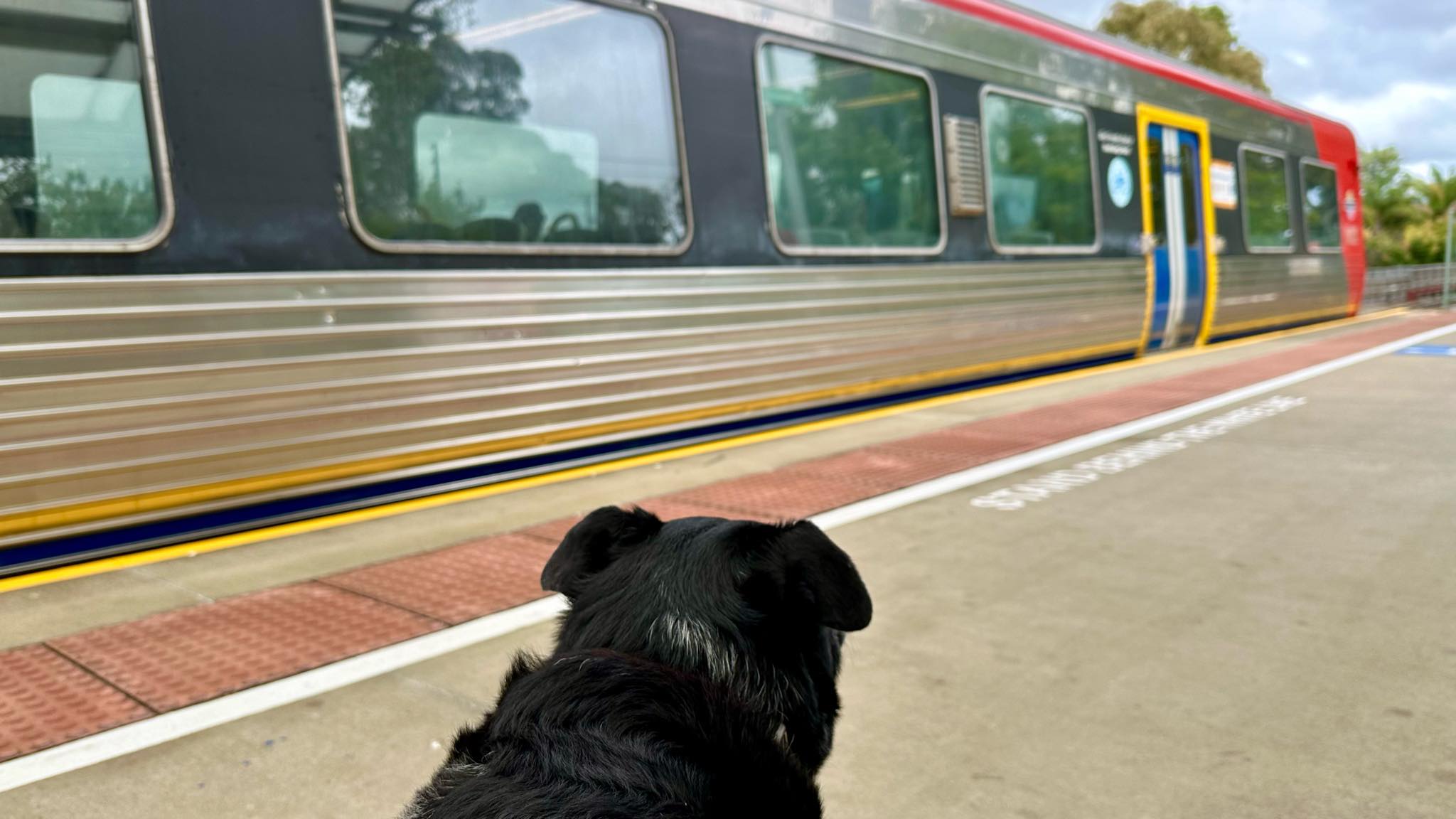 A black dog looking a train from the platform