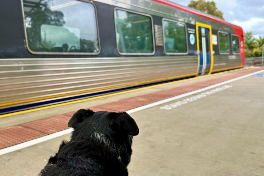 A black dog looking a train from the platform