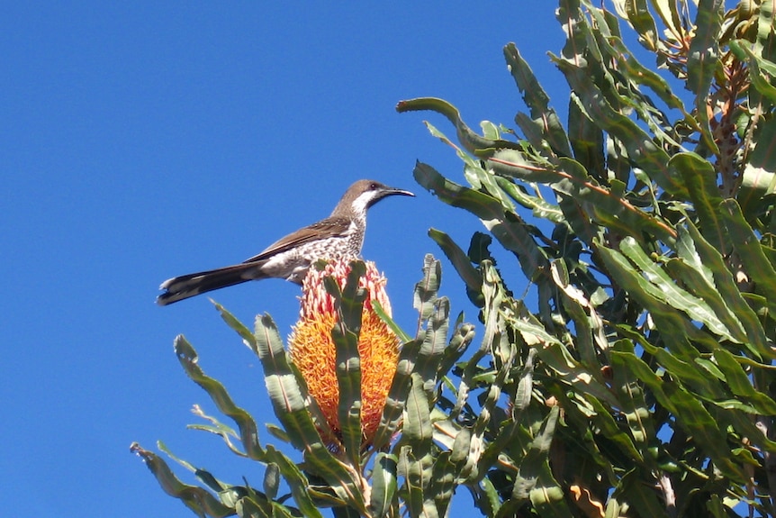 A western wattlebird sits on a Banksia menziesii flower cone