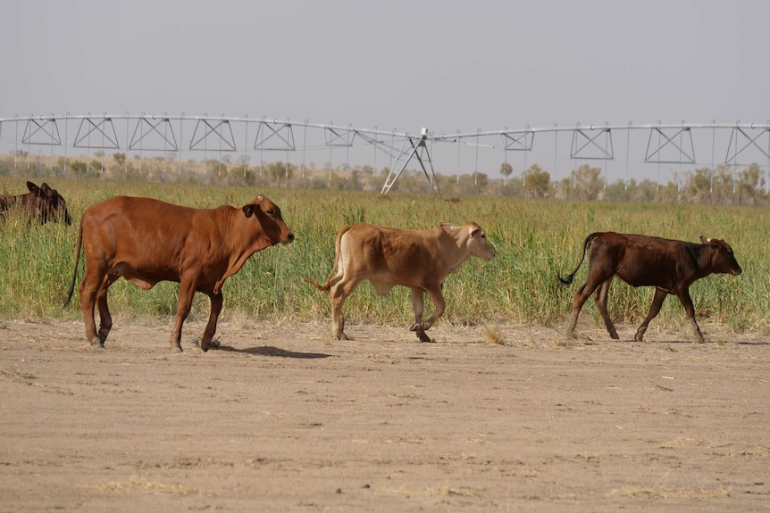 Three calves grazing in front of a centre pivot