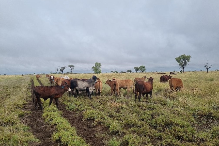 Cattle standing in a green paddock with clouds