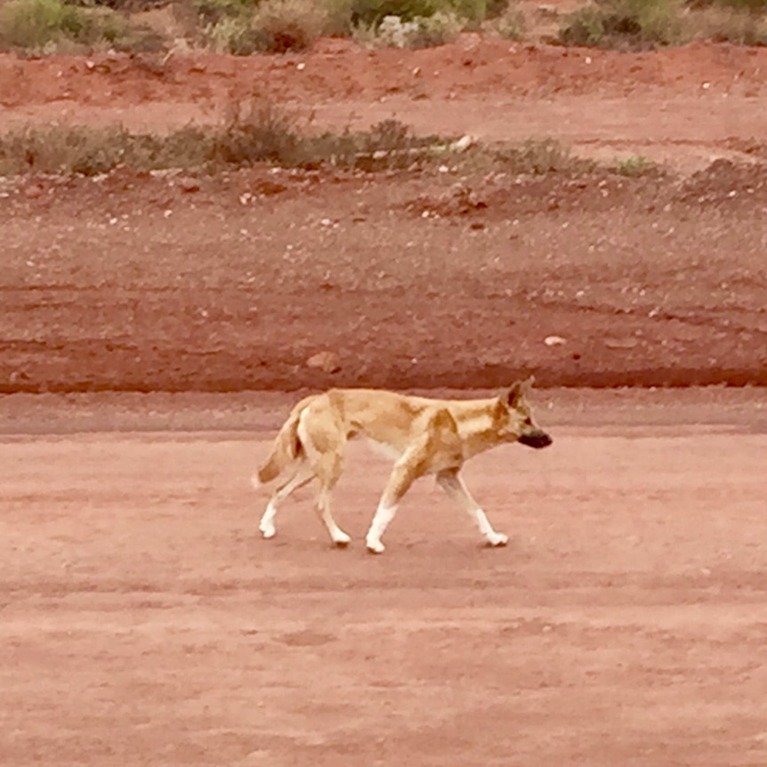 Wild dog on a station near Kalgoorlie.