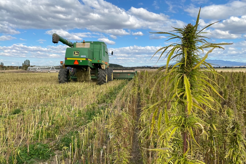 A contract harvester chugs along a green hemp field on a beautiful autumn day.