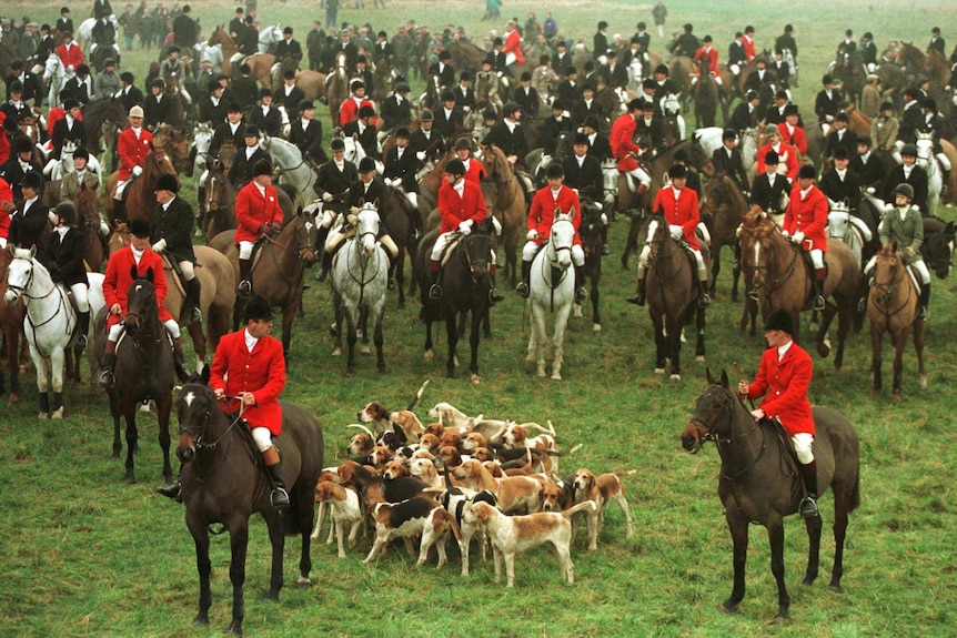 A group of men in red coats on horseback with dogs milling about