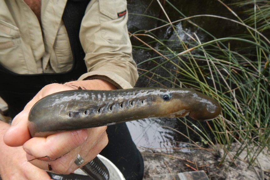 A person holding a lamprey in their hands near a river