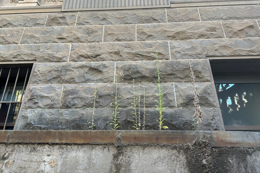 Exterior of an old building with several tall weeds growing out of a ledge and stained walls.