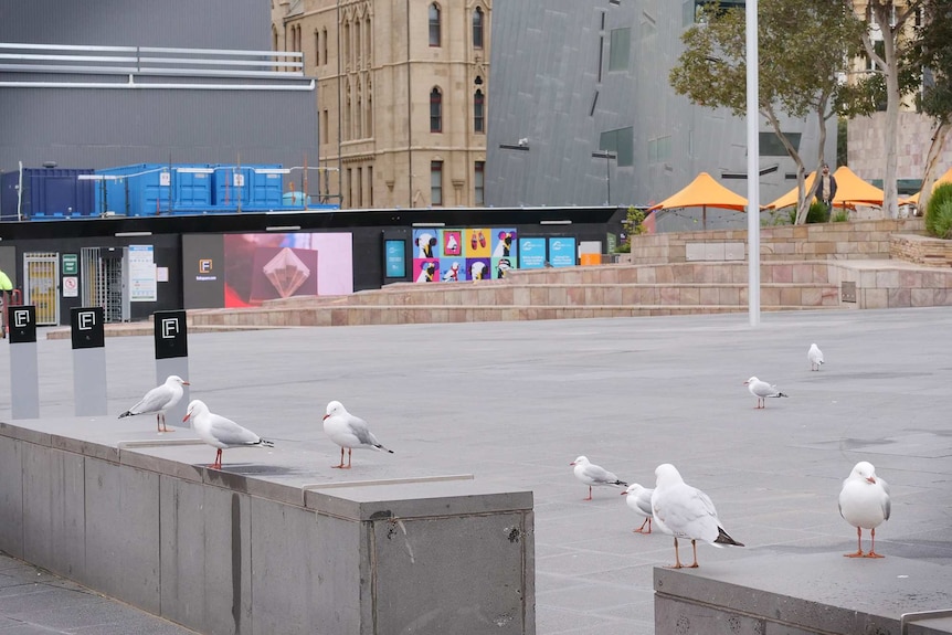 Seagulls sit on concrete bollards in Fed Square