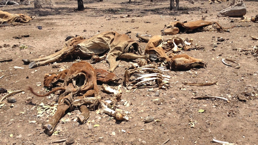 Dead cattle on drought-affected property west of Townsville. Jan 8, 2014