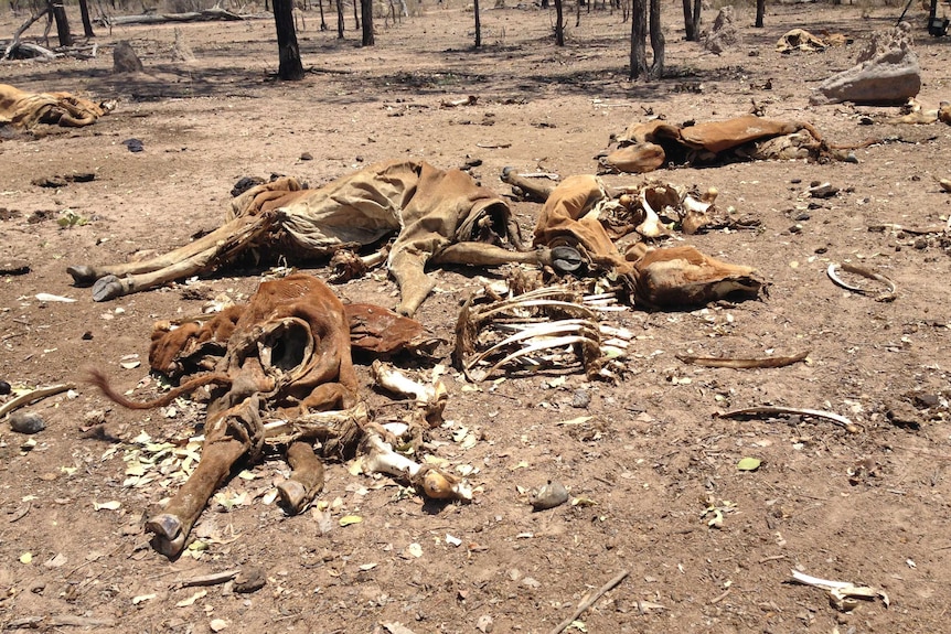 Dead cattle on drought-affected property west of Townsville. Jan 8, 2014