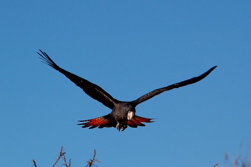 A red-tailed black cockatoo flying toward the camera.