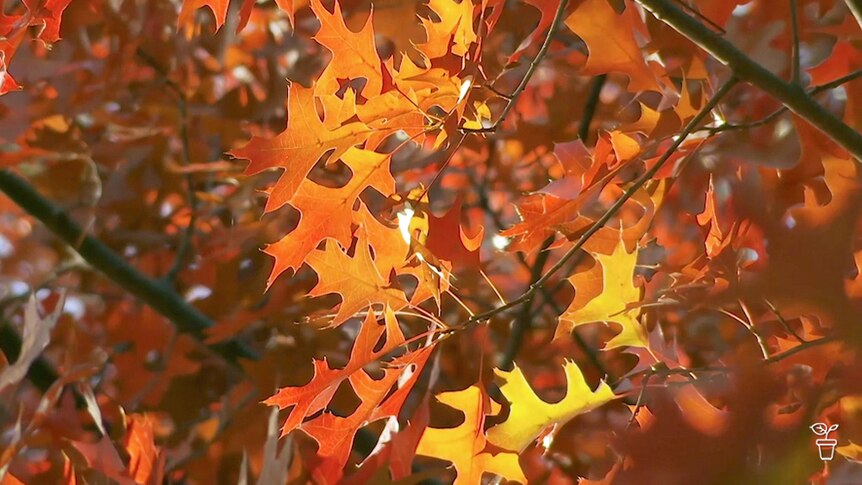 Brightly coloured red oak leaves on a tree.