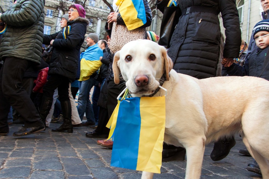 A dog holds an Ukrainian flag in his mouth during a pro-Ukraine rally in Kharkiv, north-eastern Ukraine.