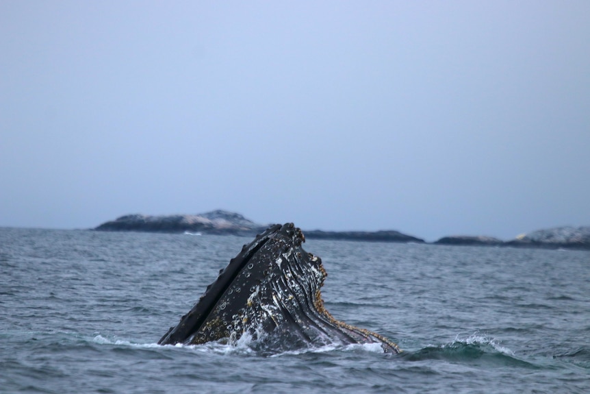 whale head out of water