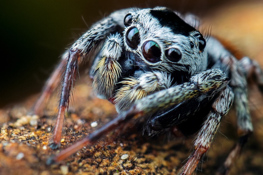 Closeup of a jumping spider with four eyes