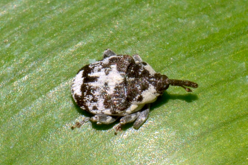 A close up of a brown bug with white mottled markings, on a green leaf.