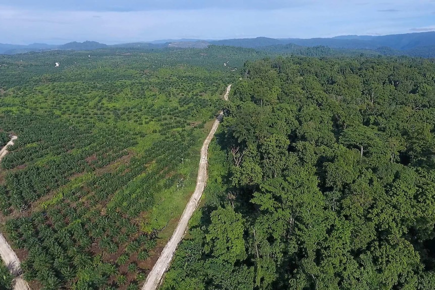 Aerial view of green forest