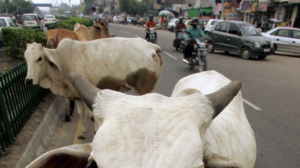 Stray cows roam a street in New Delhi